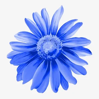 蓝色手绘菊花特写免抠