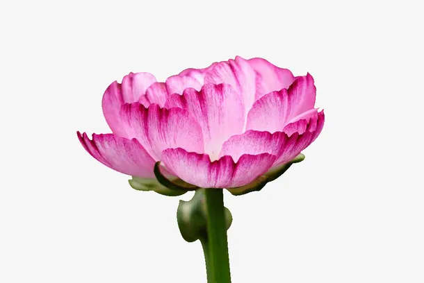 春天的花花漂亮的免抠动植物植物元素