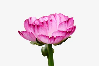 春天的花花漂亮的免抠动植物植物元素