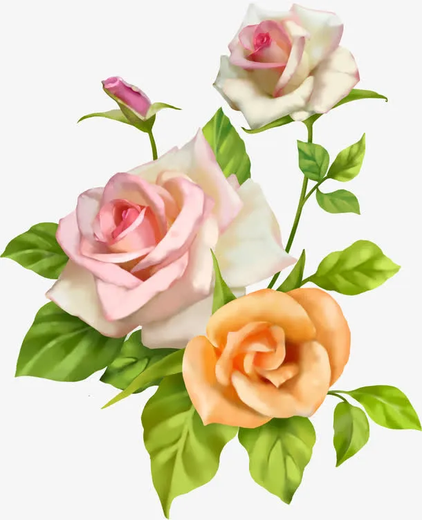 盛开的月季免抠