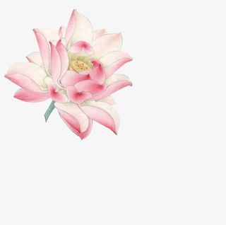 粉红荷花高清立绘免抠图片免抠