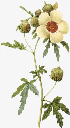 绿色花瓣绿色叶子绿花枝免抠