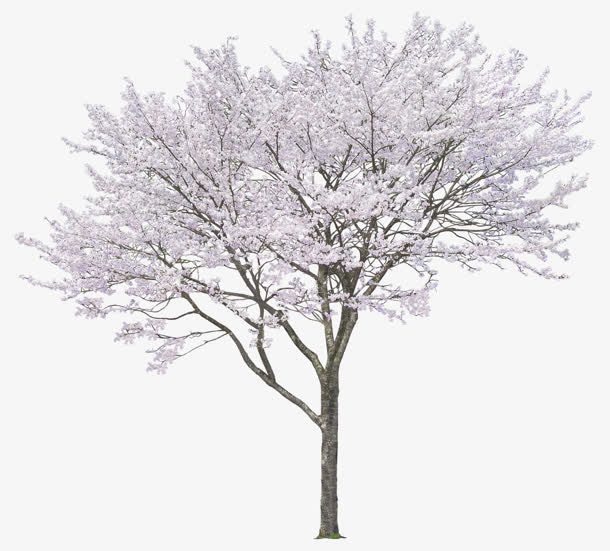 冬日中落满雪花的树木免抠