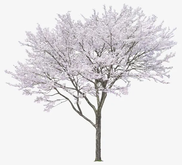 冬日中落满雪花的树木免抠