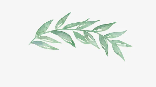 手绘枝叶免抠