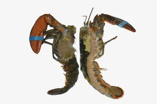 剖开的龙虾免抠