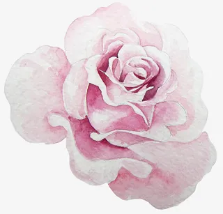 手绘粉色玫瑰花免抠