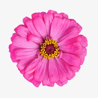 植物花卉素材背景素材