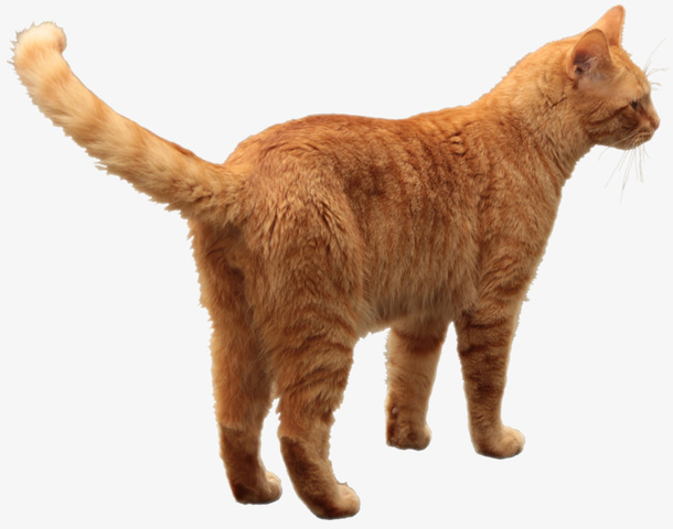 卡通可爱的小黄猫png免抠