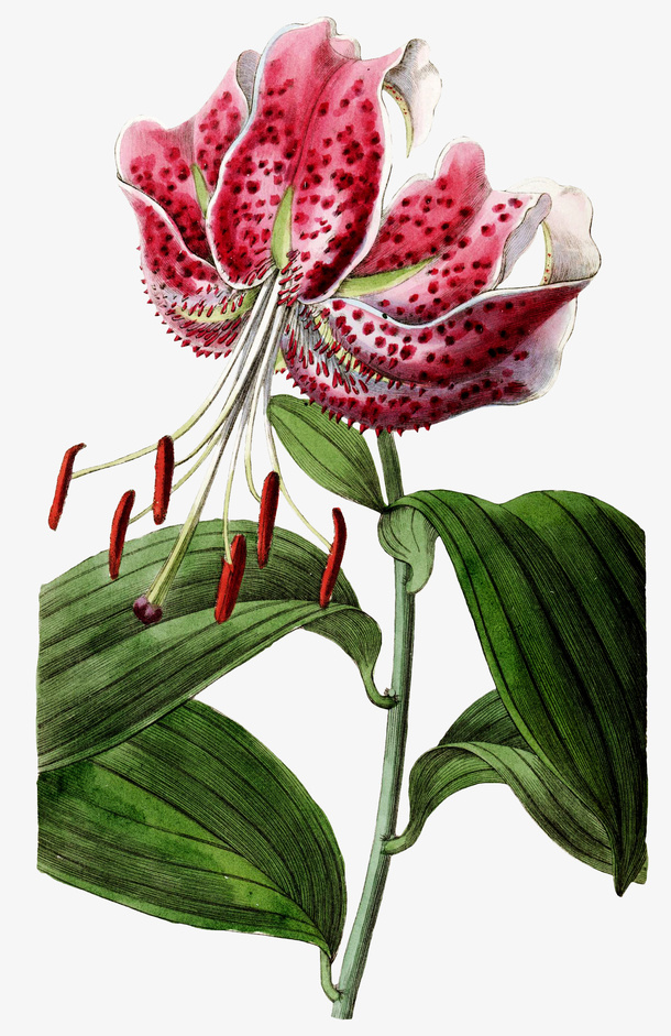 卷丹百合花免抠