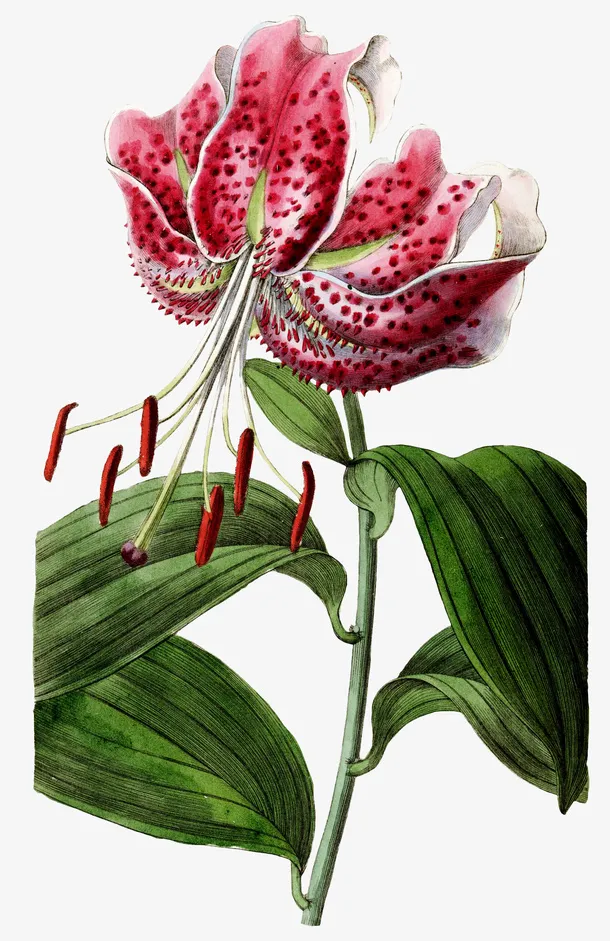 卷丹百合花免抠