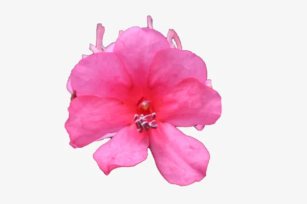 两朵紫红色杜鹃花瓣花蕊实物免抠