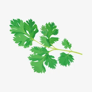 新鲜香菜矢量素材免抠