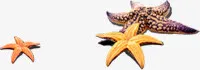 可爱唯美海滩海星免抠