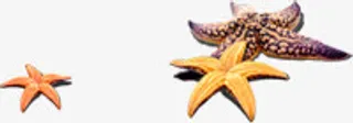 可爱唯美海滩海星免抠