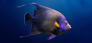 漂亮的海水鱼高清