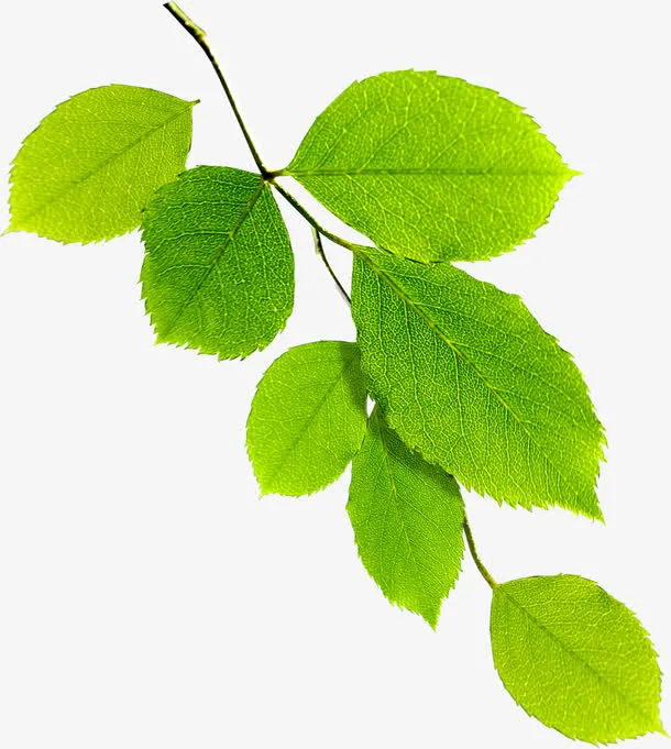 春天阳光清新树枝免抠