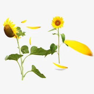 向日葵花瓣高清素材免抠