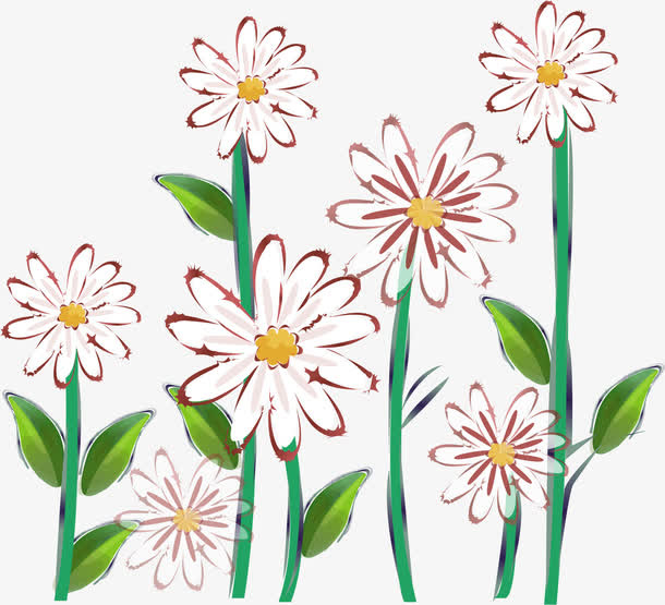 白色菊花免抠