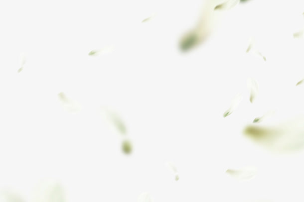 白色花瓣漂浮免抠