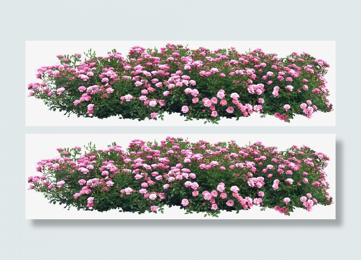 鲜花psd素材手绘鲜花图片免抠