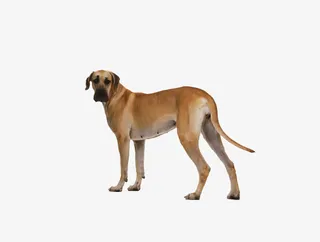 回头看土狗免抠