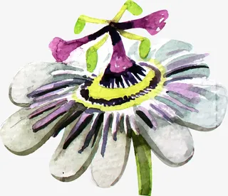 手绘水彩花卉免抠