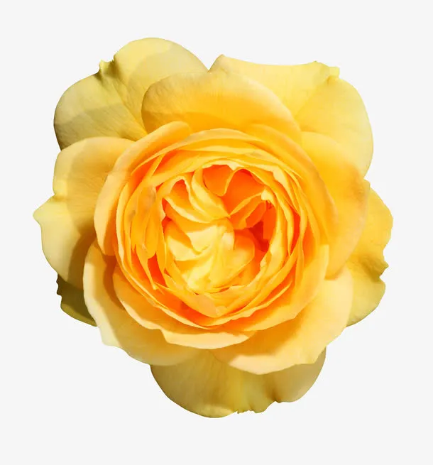 黄色玫瑰特写免抠漂浮花瓣元素