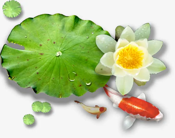 矢量荷花荷叶免抠