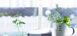 清新盆栽背景高清