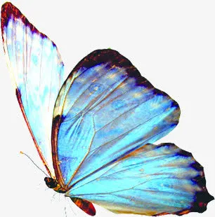 蓝色蝴蝶六一儿童节免抠