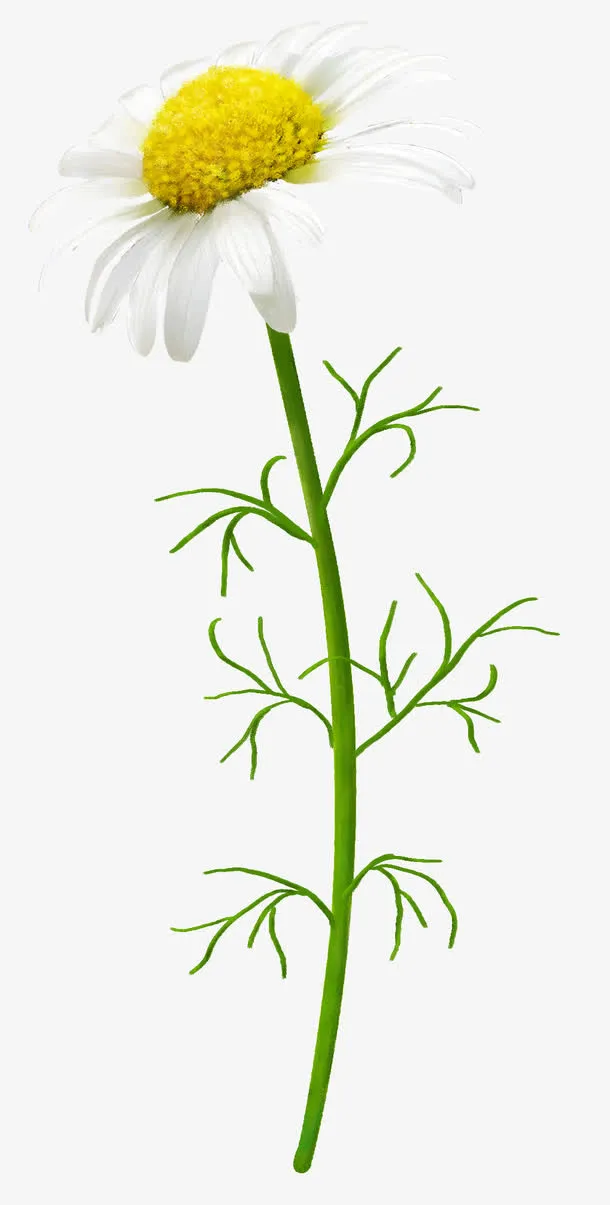 花草图案花草标签免抠