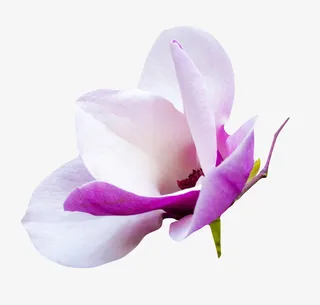白紫色香味耐寒的玉兰花瓣实物免抠