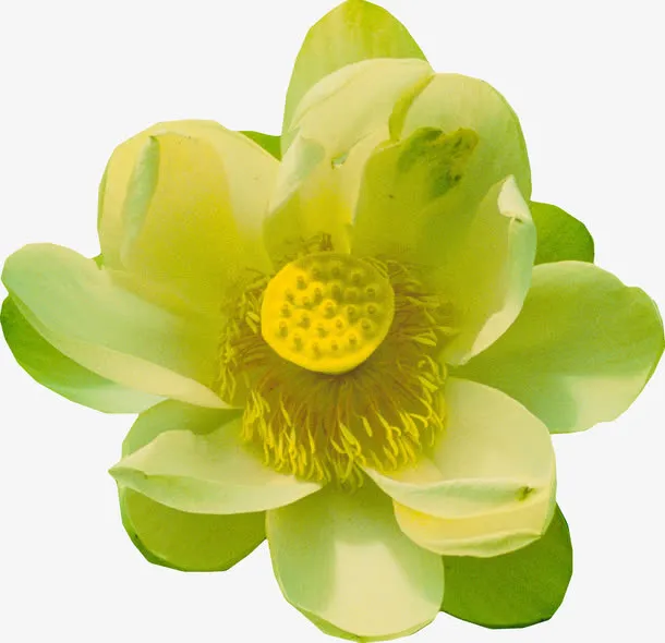漂浮绿色莲花朵免抠