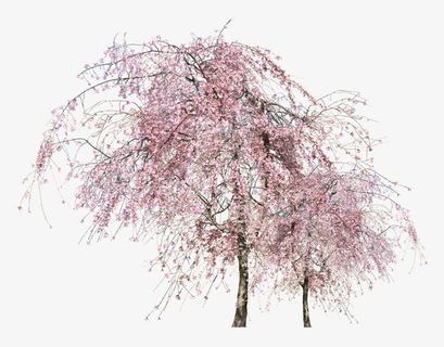 桃树 开花的桃树免抠动植物植物元素