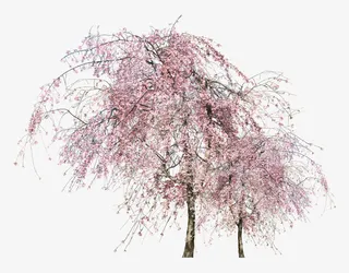 桃树 开花的桃树免抠动植物植物元素