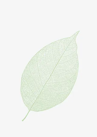 绿色叶子纹理免抠