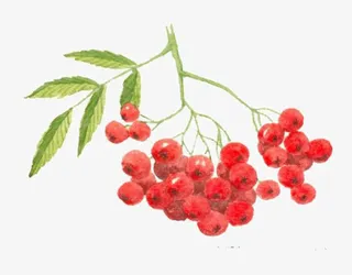 红色山楂免抠
