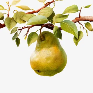 梨子免抠