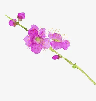 一支手绘梅花免抠