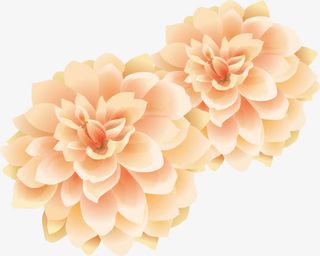 婚礼 角花免抠