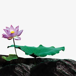 中国风之荷花免抠