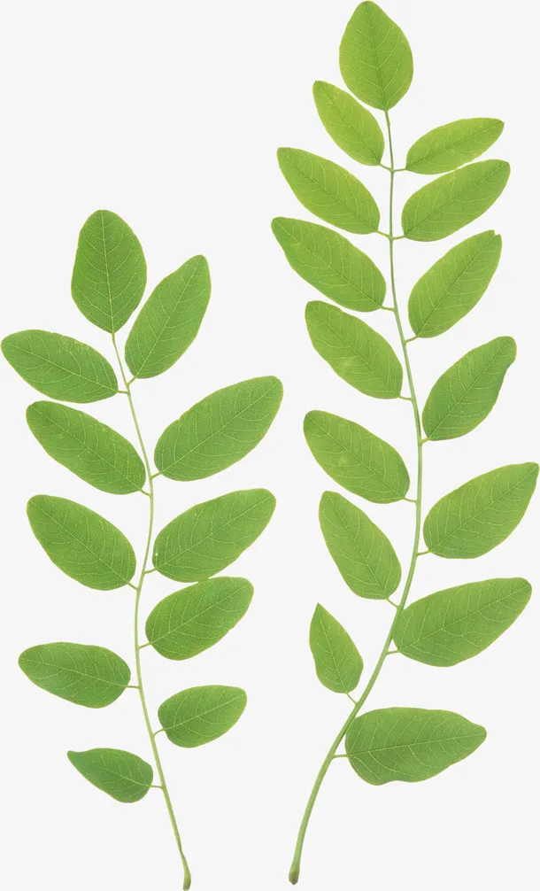 绿色树叶 绿色植物免抠