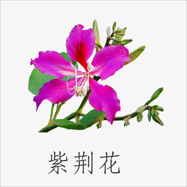 紫荆花免抠