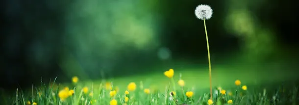 唯美花瓣banner背景
