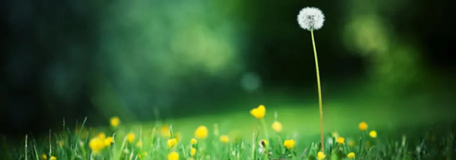 唯美花瓣banner背景