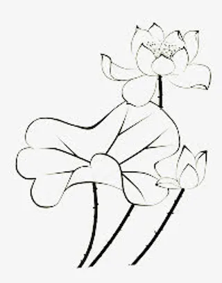 荷花简笔画免抠
