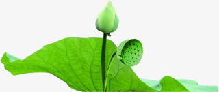 荷叶医院宣传语图片免抠