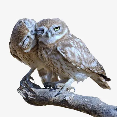 树枝上的两只猫头鹰免抠