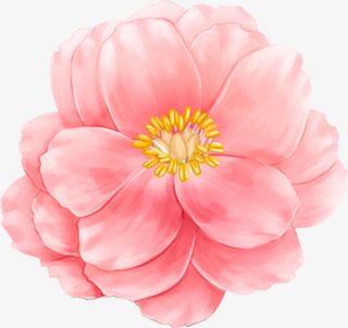 粉色系山茶花免抠